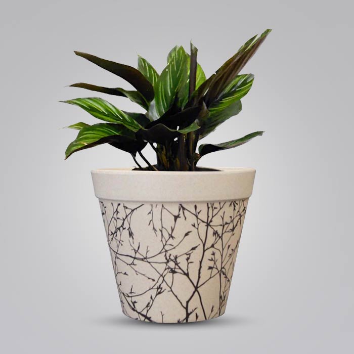 Calathea Beauty Star with Bamboo Plant Pot