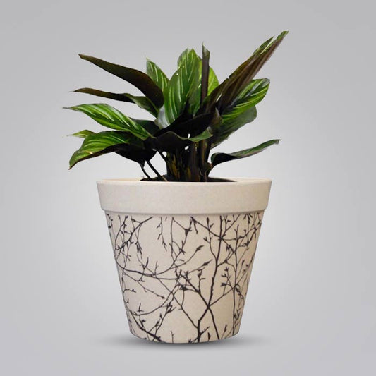 Calathea Beauty Star with Bamboo Plant Pot