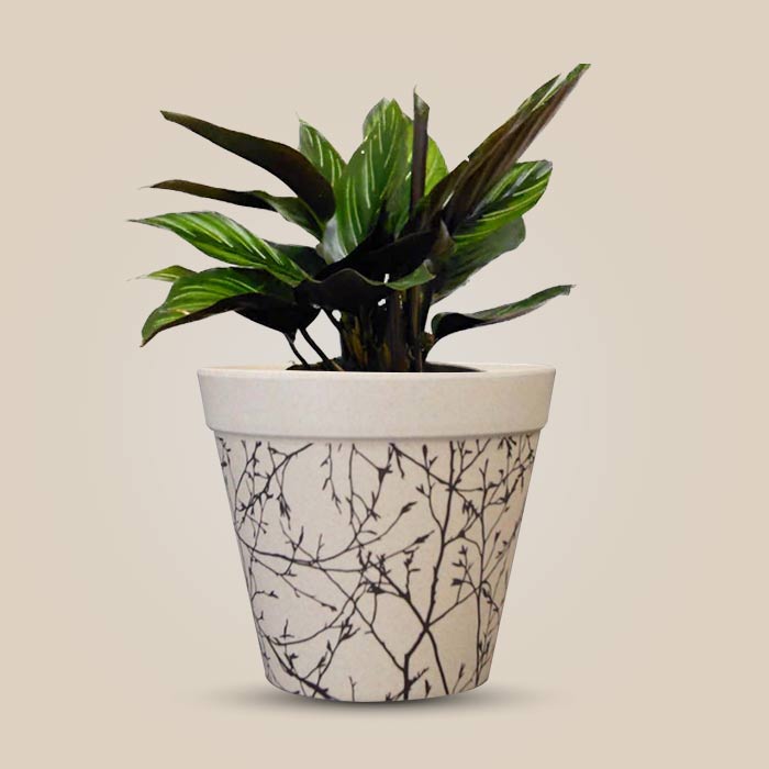 Calathea Beauty Star with Bamboo Plant Pot