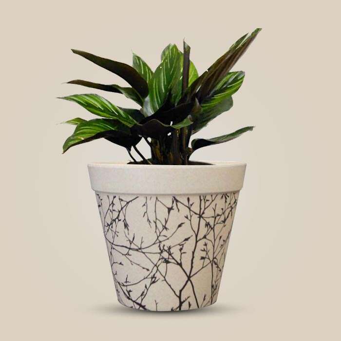 P-Calathea-Beauty-Star-13cm-WPOT1_3