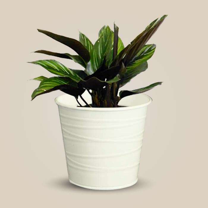 P-Calathea-Beauty-Star-13cm-WPOT3_3