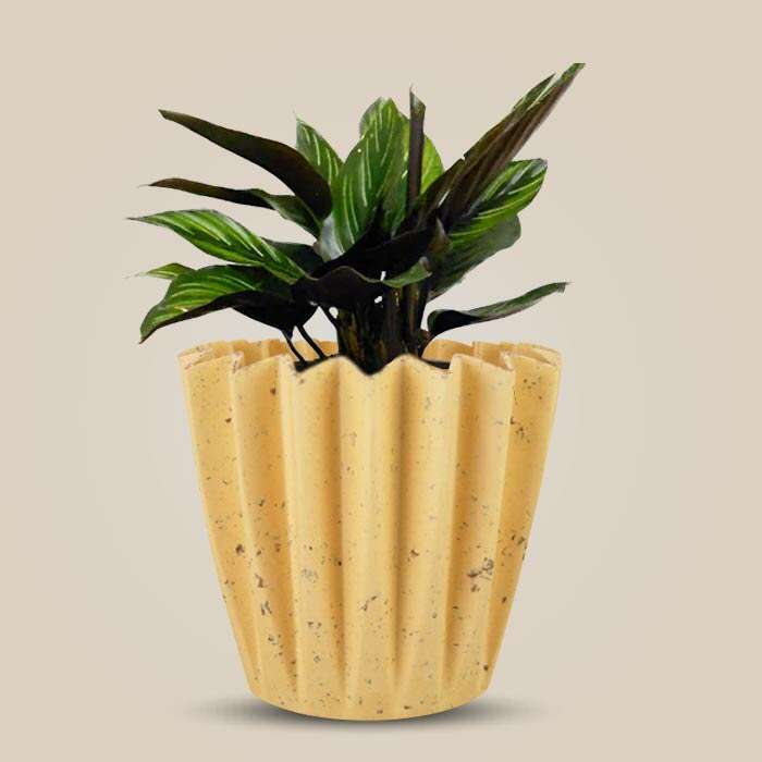 P-Calathea-Beauty-Star-13cm-WPOT5_3