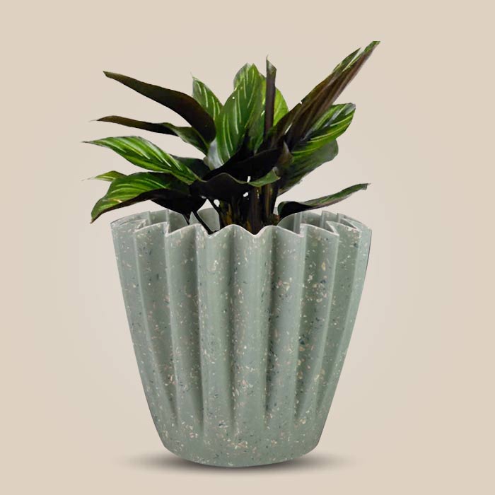Calathea Beauty Star with Sage Green Pot
