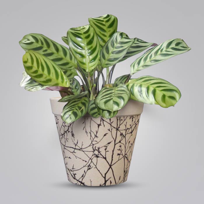 Calathea Burle Marxii with Bamboo Plant Pot