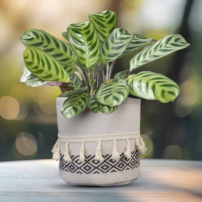 Calathea Burle Marxii with Cotton Pot