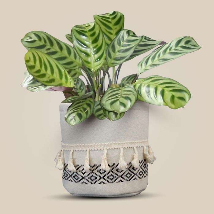 P-Calathea-Burle-Marxii-13cm-WPOT2_3
