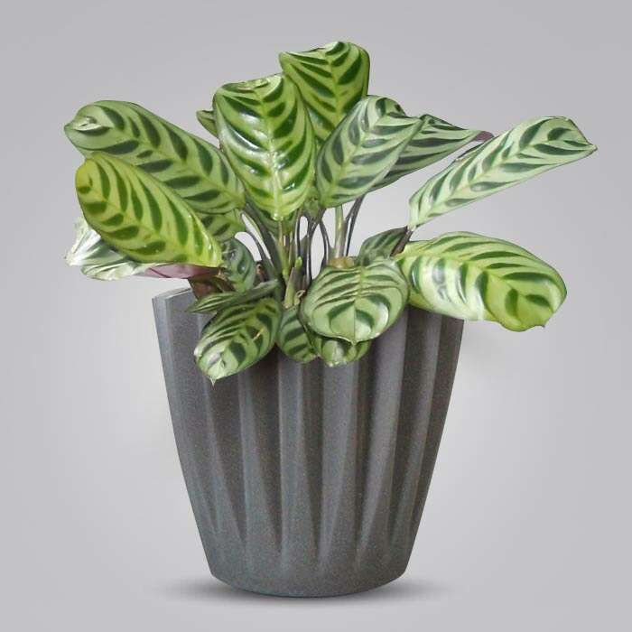 P-Calathea-Burle-Marxii-13cm-WPOT4_3