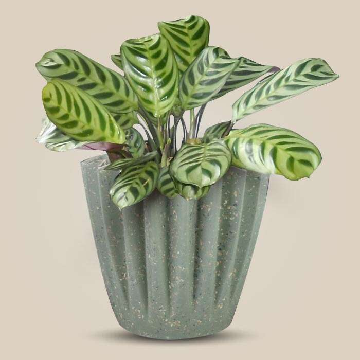 P-Calathea-Burle-Marxii-13cm-WPOT6_3