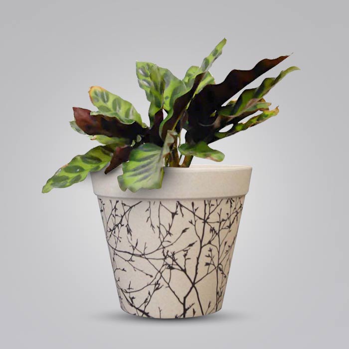Calathea Insignis with Bamboo Plant Pot