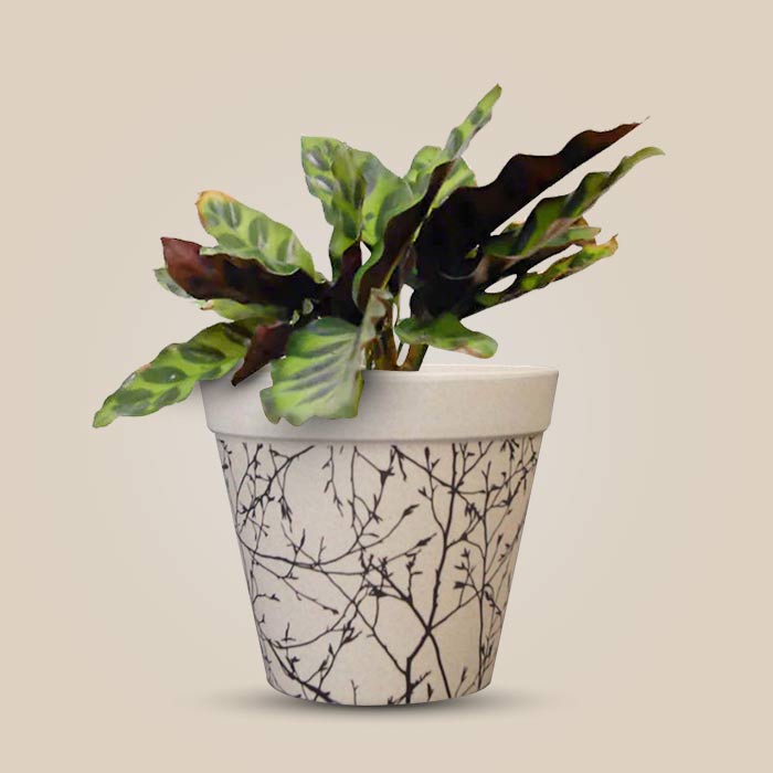 Calathea Insignis with Bamboo Plant Pot