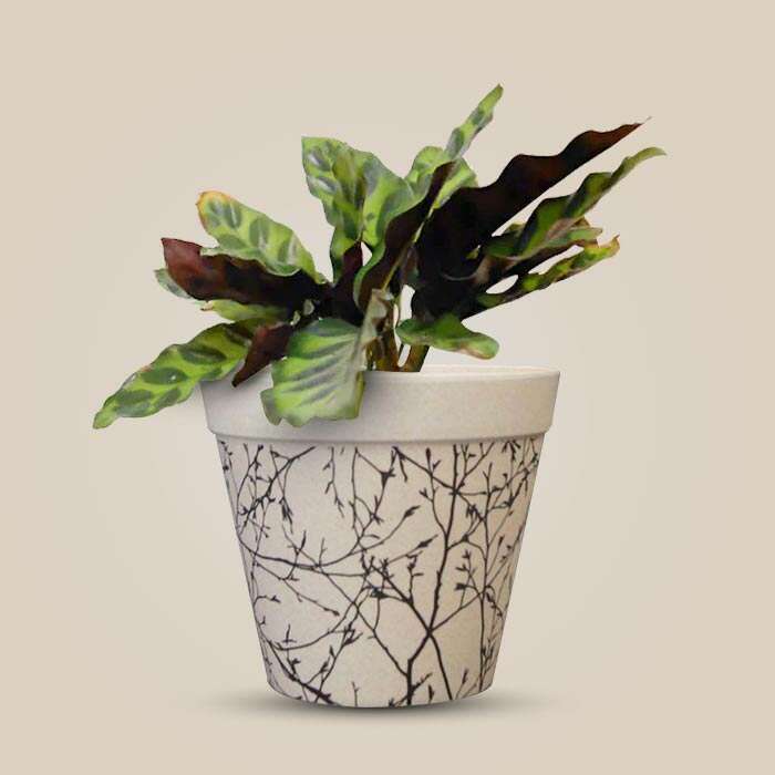 P-Calathea-Insignis-13cm-WPOT1_3