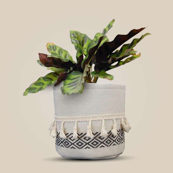 P-Calathea-Insignis-13cm-WPOT2_3