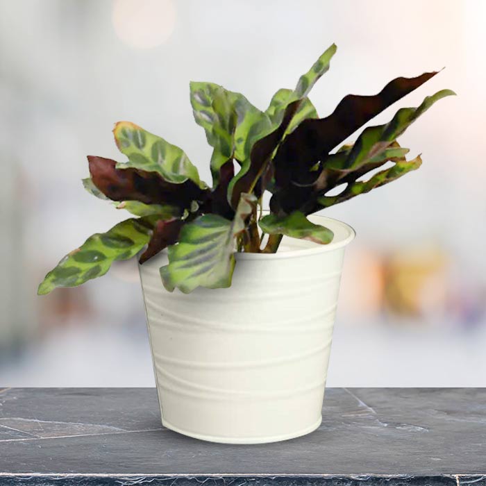 Calathea Insignis Indoor Plant in a 13cm Nursery Pot with White Metal Pot