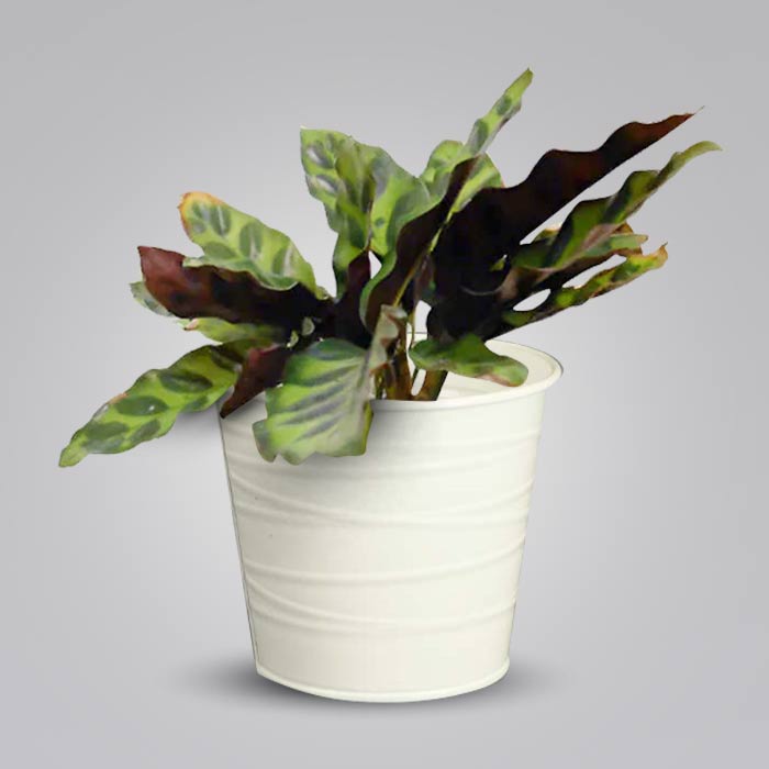 Calathea Insignis Indoor Plant in a 13cm Nursery Pot with White Metal Pot