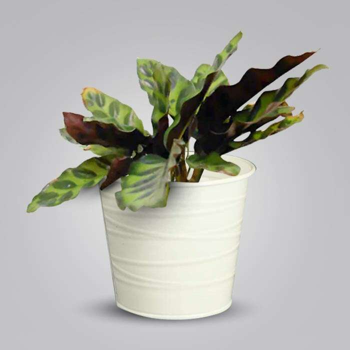 P-Calathea-Insignis-13cm-WPOT3_3