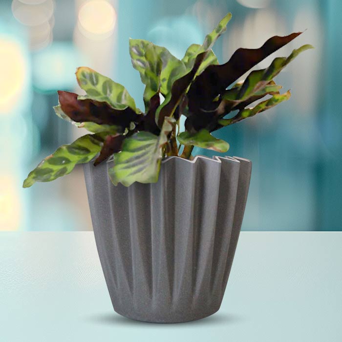 Calathea Insignis Indoor with Grey Pot