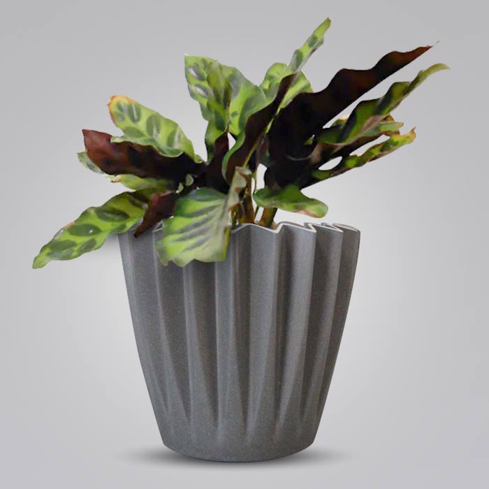 Calathea Insignis Indoor with Grey Pot