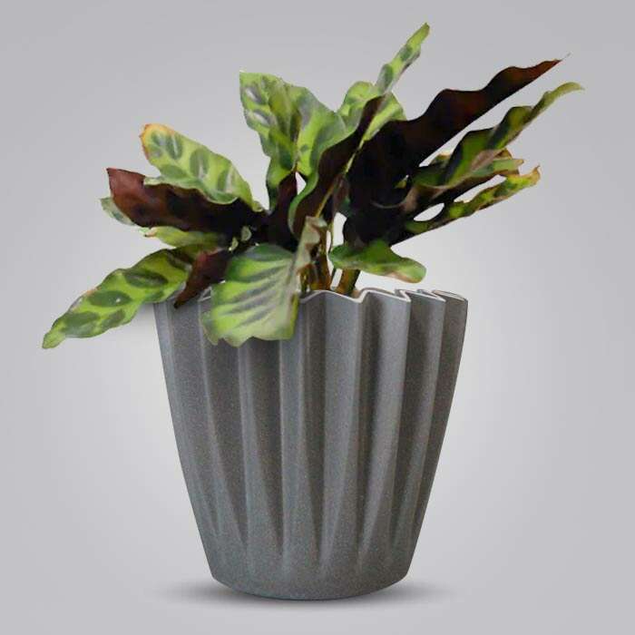 P-Calathea-Insignis-13cm-WPOT4_3