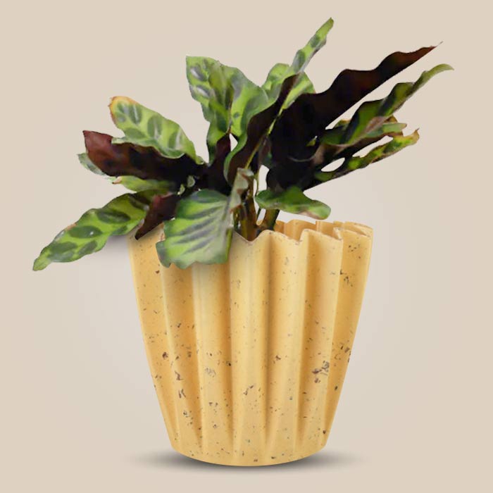 Calathea Insignis with Yellow Plant Pot