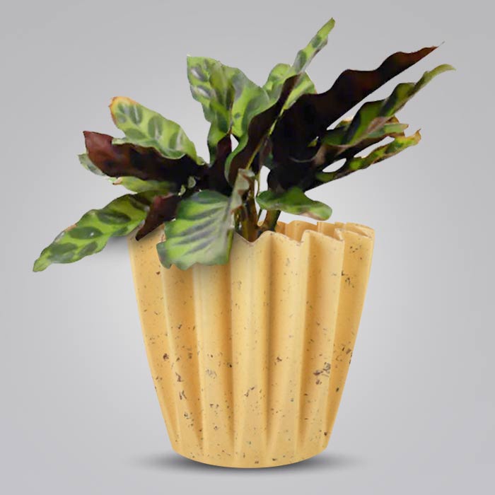 Calathea Insignis with Yellow Plant Pot