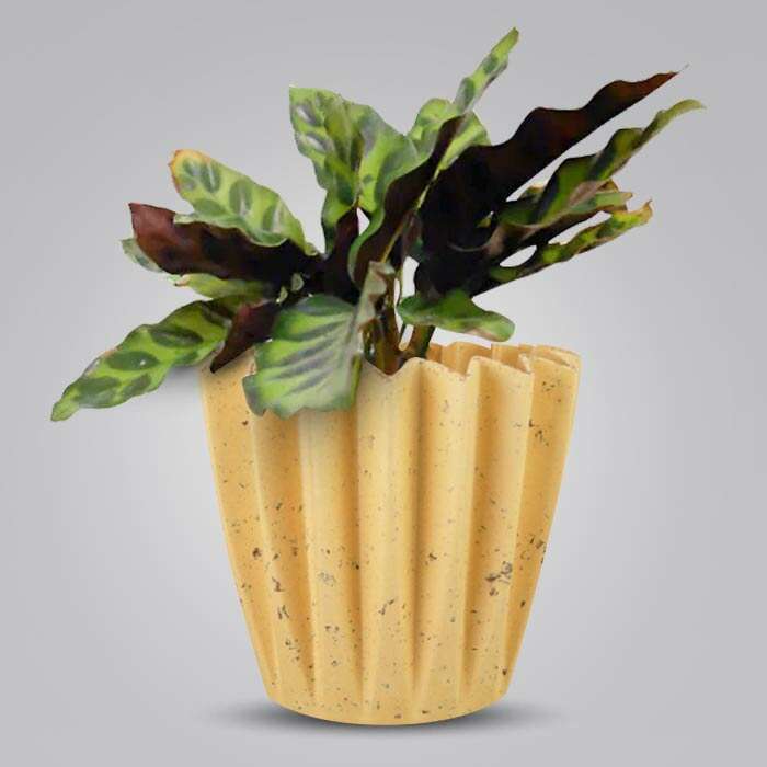 P-Calathea-Insignis-13cm-WPOT5_3