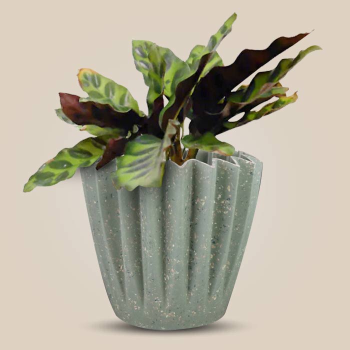 Calathea Insignis Houseplant in a 13cm Nursery Pot with Sage Green Pot