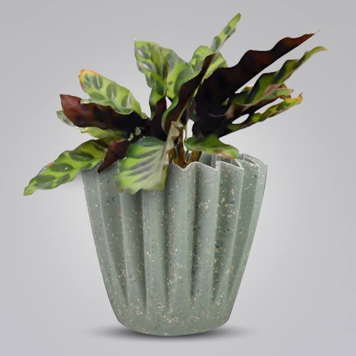 Calathea Insignis Houseplant in a 13cm Nursery Pot with Sage Green Pot
