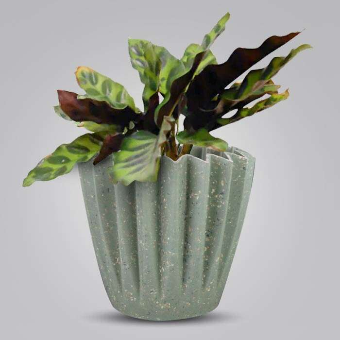 P-Calathea-Insignis-13cm-WPOT6_3