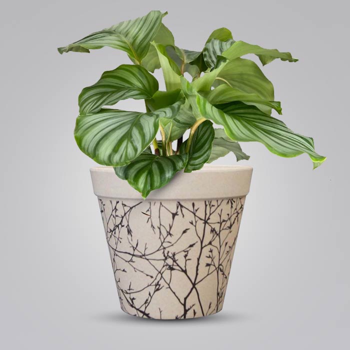 Calathea Orbifolia with Bamboo Plant Pot