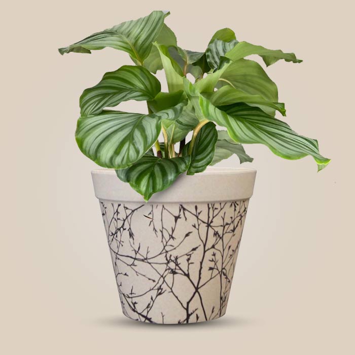 Calathea Orbifolia with Bamboo Plant Pot