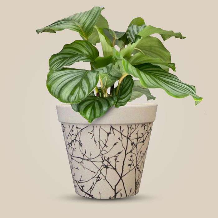 P-Calathea-Orbifolia-13cm-WPOT1_3