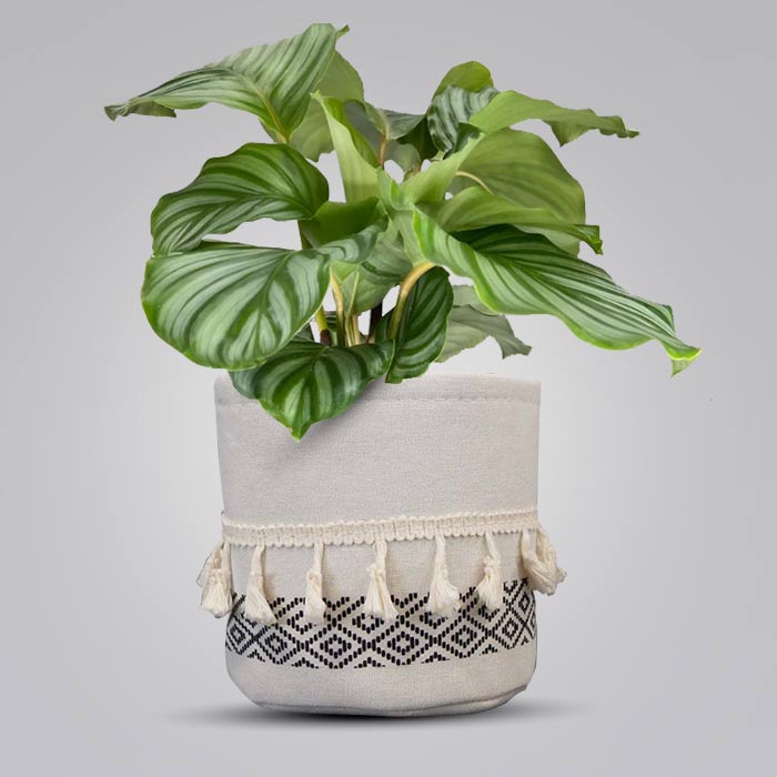 Calathea Orbifolia with Cotton Pot