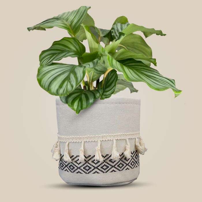 P-Calathea-Orbifolia-13cm-WPOT2_3