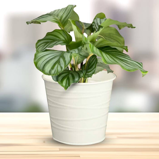 Calathea Orbifolia with White Metal Pot