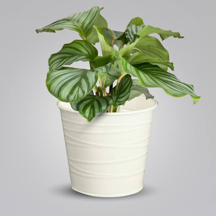 Calathea Orbifolia with White Metal Pot