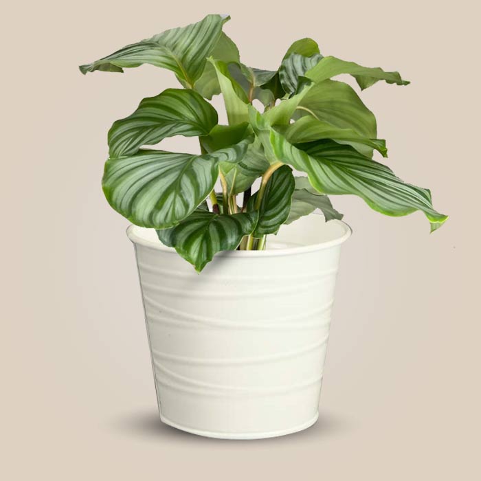 Calathea Orbifolia with White Metal Pot