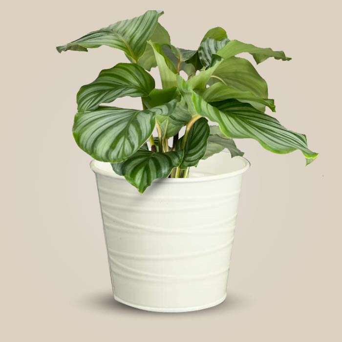P-Calathea-Orbifolia-13cm-WPOT3_3
