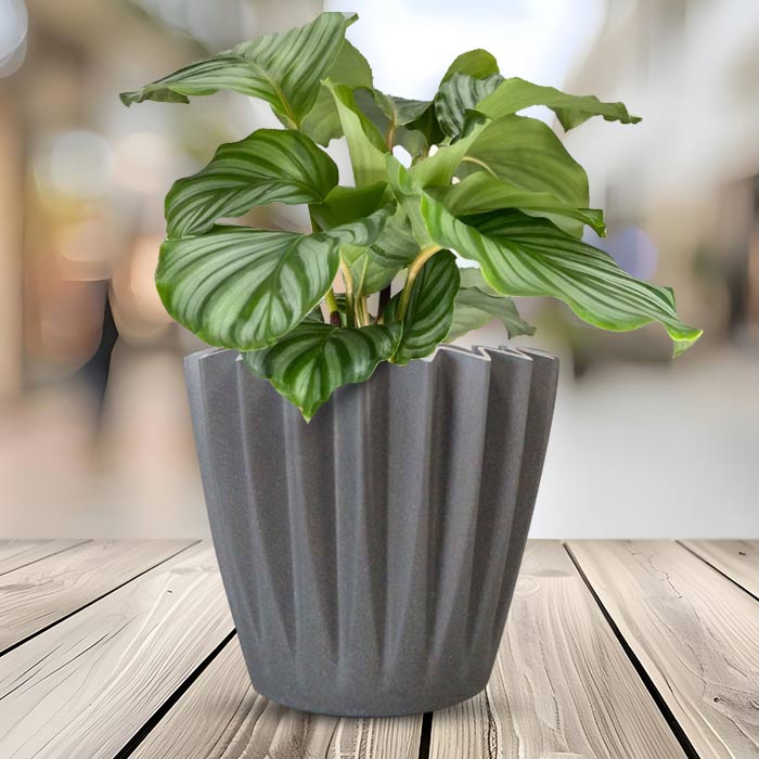 Calathea Orbifolia Indoor Houseplant in a 13cm Nursery Pot with Grey Pot