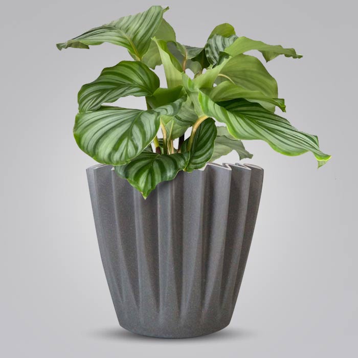 Calathea Orbifolia Indoor Houseplant in a 13cm Nursery Pot with Grey Pot