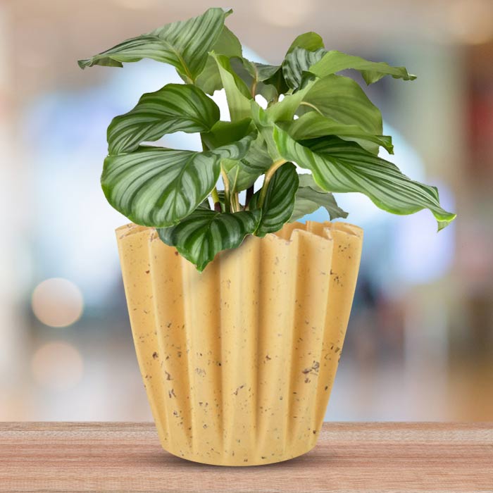 Calathea Orbifolia with Yellow Plant Pot