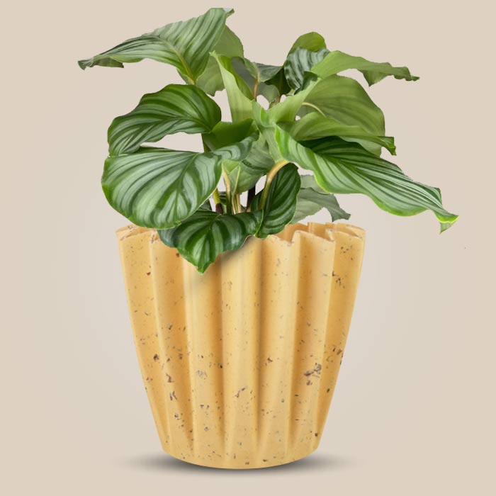 Calathea Orbifolia with Yellow Plant Pot