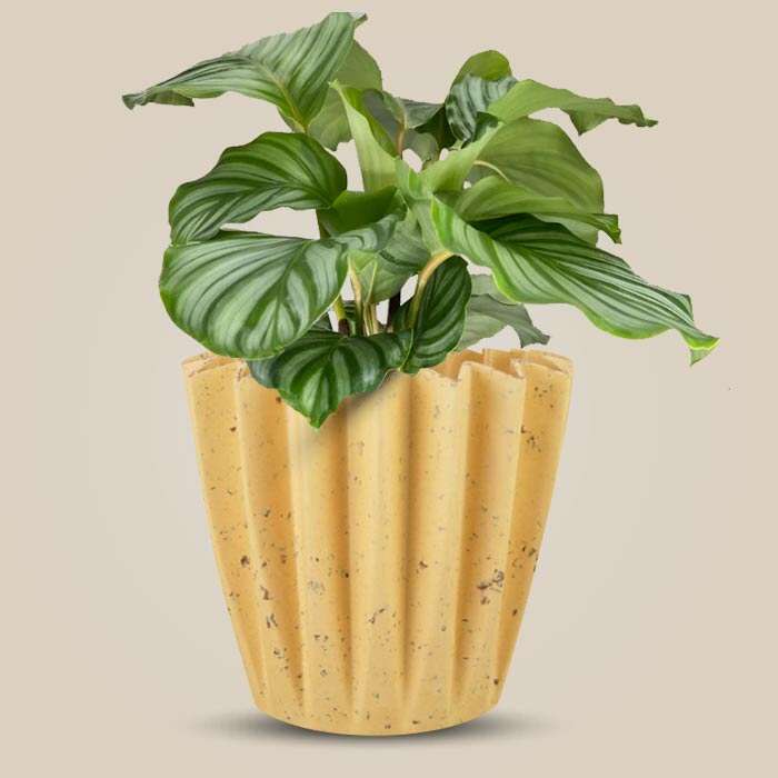 P-Calathea-Orbifolia-13cm-WPOT5_3