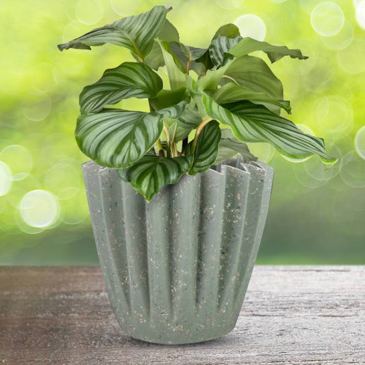 Calathea Orbifolia with Sage Green Pot