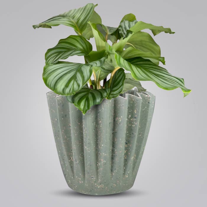 Calathea Orbifolia Houseplant in a 13cm Nursery Pot with Sage Green Pot