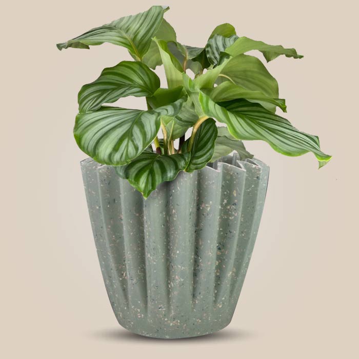 Calathea Orbifolia Houseplant in a 13cm Nursery Pot with Sage Green Pot