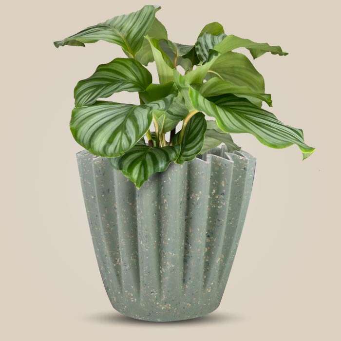 P-Calathea-Orbifolia-13cm-WPOT6_3