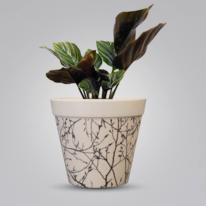 Calathea Ornata with Bamboo Plant Pot