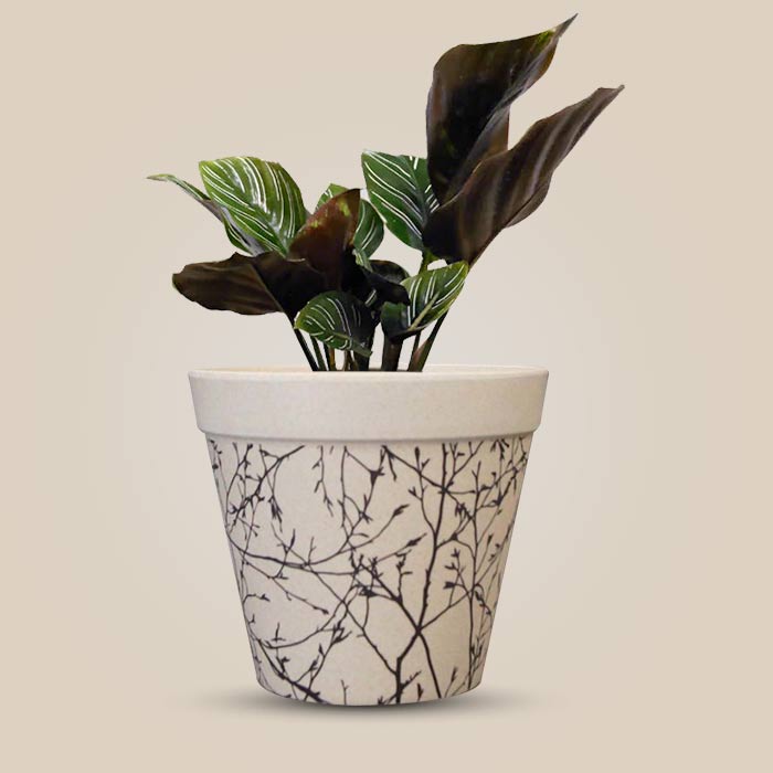 Calathea Ornata with Bamboo Plant Pot