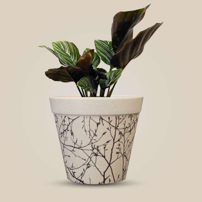 P-Calathea-Ornata-13cm-WPOT1_3