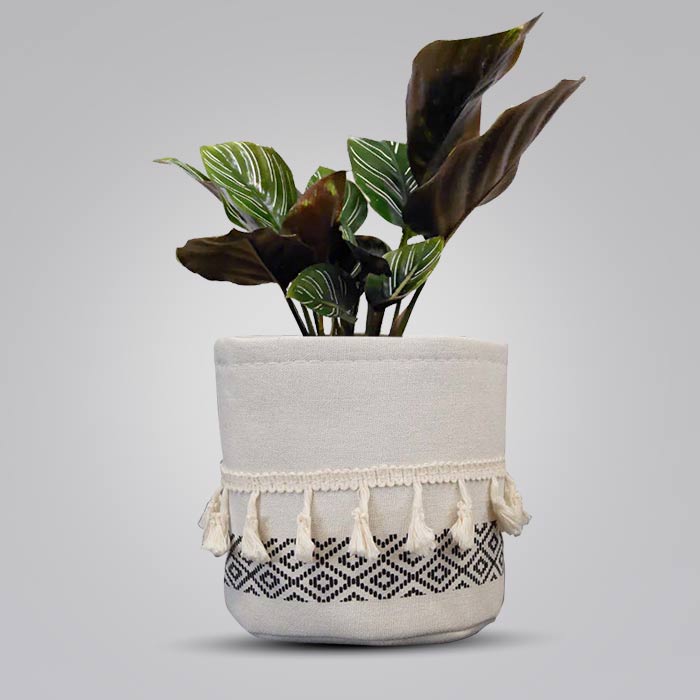 Calathea Ornata with Cotton Pot